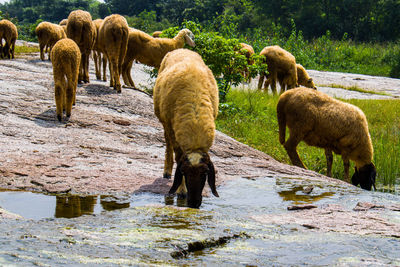 Thirsty sheep drinking water