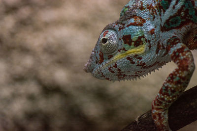 Close-up of a lizard