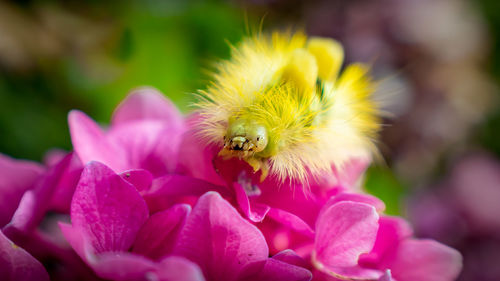 Close-up of bee pollinating on pink flower