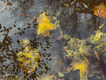 Close-up of yellow maple leaves on tree