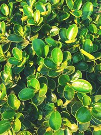 High angle view of succulent plant