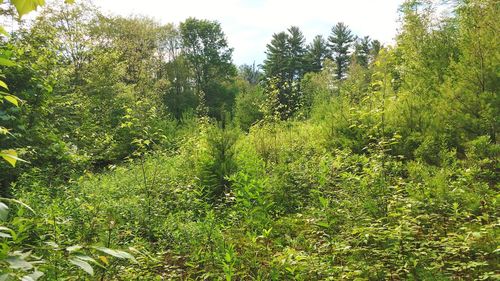 View of plants in forest