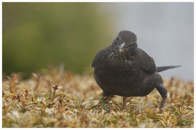 Close-up of bird perching on a hedge