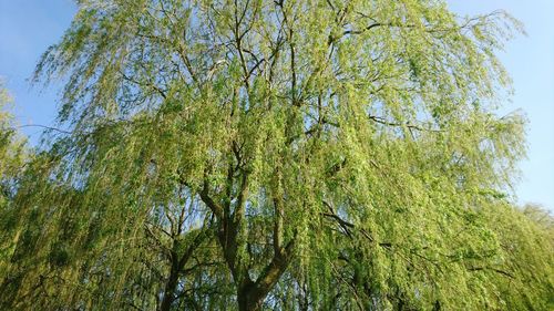 Low angle view of tree against sky