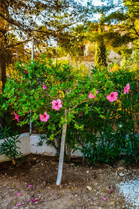 Pink flowering plants in back yard