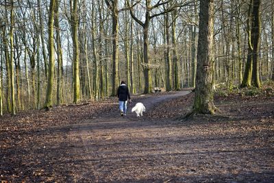 Rear view of man walking in forest