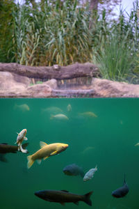 Different varieties of fish swimming in a pond