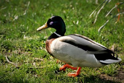 Close-up of duck on field