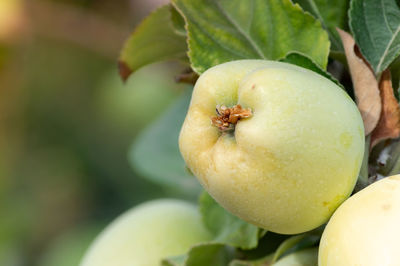 Close-up of apple on plant