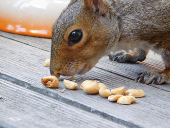 Close-up of squirrel feeding peanuts on bench
