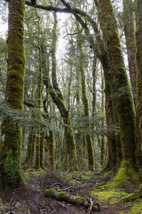 Low angle view of trees in forest