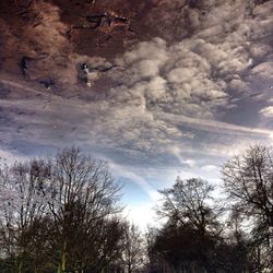 Low angle view of bare trees against sky