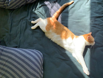 High angle view of cat lying on bed