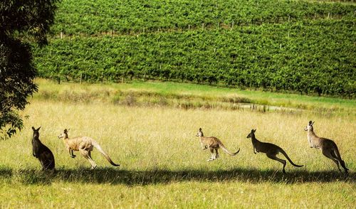 Kangaroos jumping on grassy field