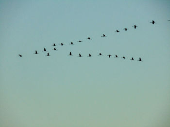 Low angle view of birds flying in the sky