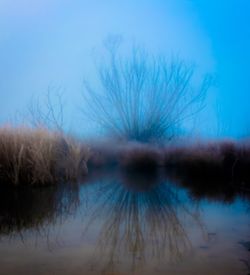 Close-up of reflection of bare tree in water