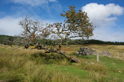 Tree on field against sky