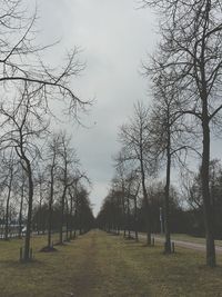 Trees against sky