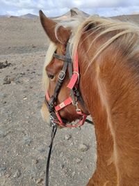 Close-up of a horse