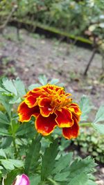 Close-up of orange flowers