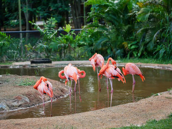 Pink flamingoes perching on lake at forest
