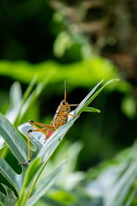 Orange. yellow and red eastern lubber grasshopper romalea microptera also called romalea guttata 