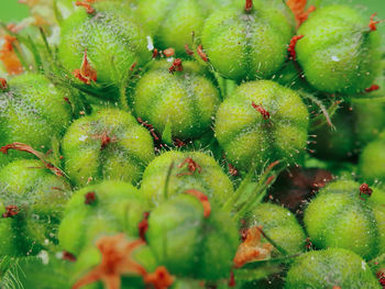 Full frame shot of succulent plant