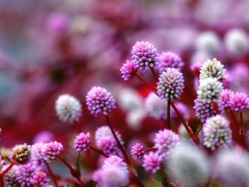 Close-up of pink flowering plant