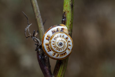 Close-up of snail on plant