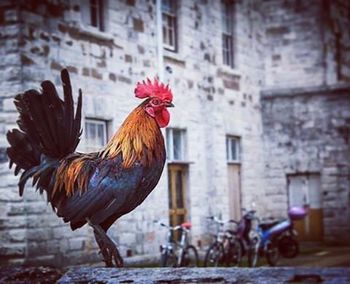 Close-up of rooster