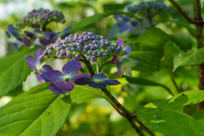 Close-up of purple flowering plant