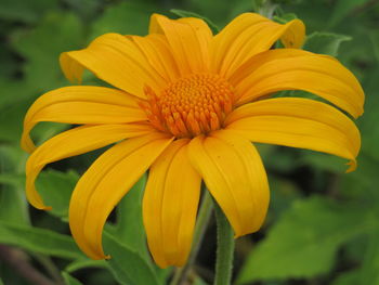 Close-up of yellow flowering plant