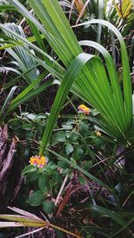 Close-up of plants