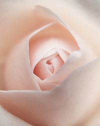 Close-up of rose