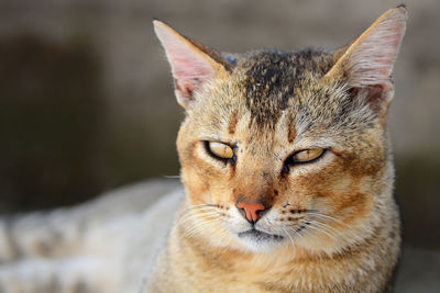 Close-up portrait of a cat