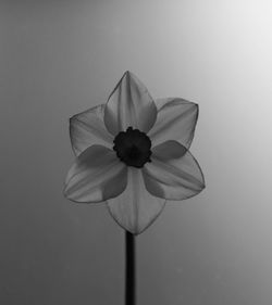 Close-up of pink flower