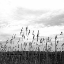 Scenic view of field against cloudy sky