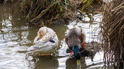 Leucistic mallard on lake preening black and white feathers rare bird