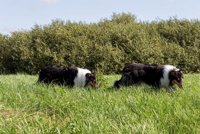 Grass grazing on grassy field