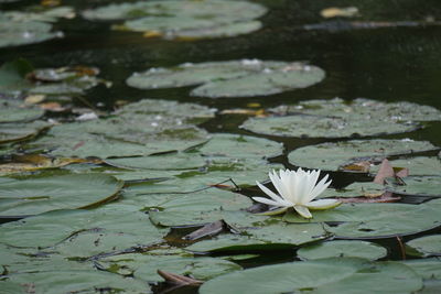 Lotus water lily in lake