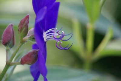 Close-up of purple flowers