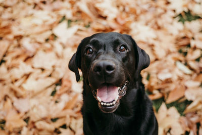 Close up of labrador paw and man hand together. friendship concept
