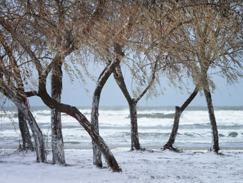 Bare trees on snow covered land during winter