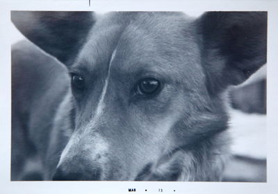 Close-up of dog