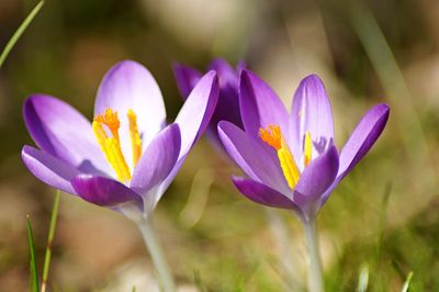 Close-up of purple flowers