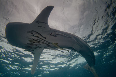 Low angle view of whale shark swimming underwater