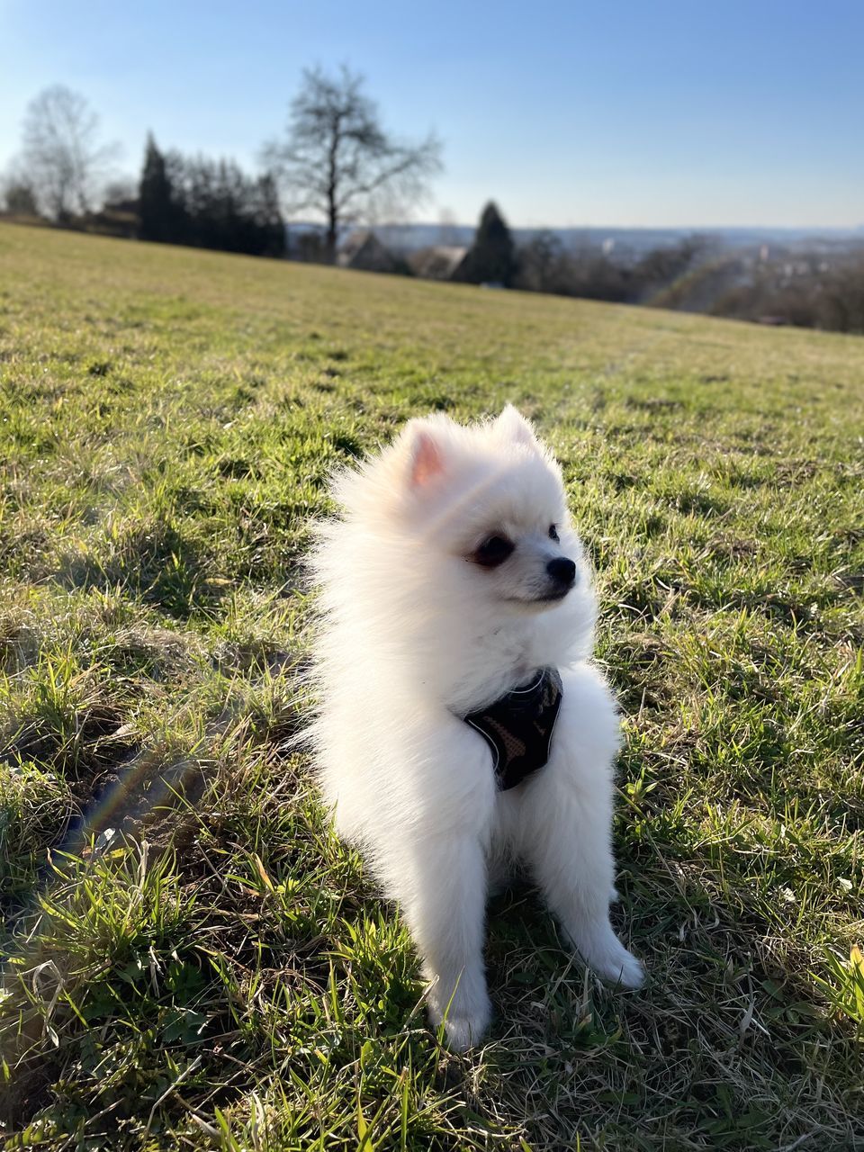 one animal, animal themes, animal, mammal, dog, domestic animals, pet, canine, grass, plant, samoyed, sky, nature, japanese spitz, no people, white, day, land, environment, landscape, sunlight, green, looking, outdoors, field, cute, clear sky
