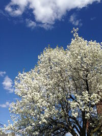 Low angle view of tree against blue sky