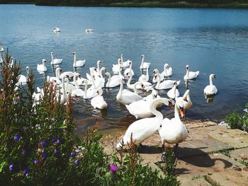 Swans at lakeshore