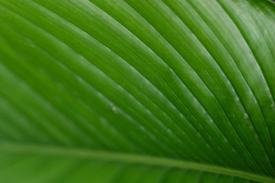 Full frame shot of leaf